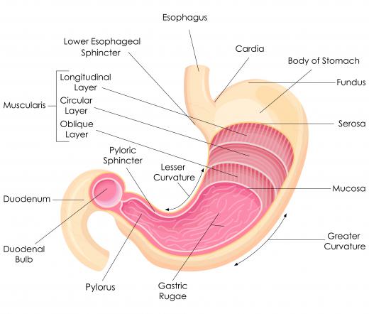 Juicing cabbage is believed by many to be effective in treating stomach ulcers.