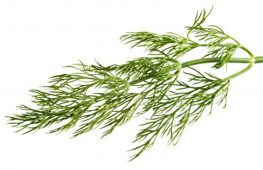 Dill weed is a common seasoning for cucumber pickles.