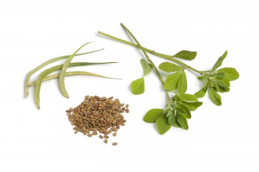 Fenugreek is one of the herbs used in the achar method of pickling.