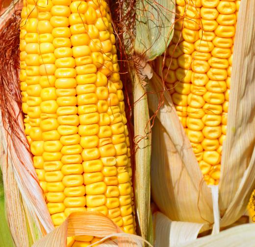 Dent corn is commonly used for animal feed.