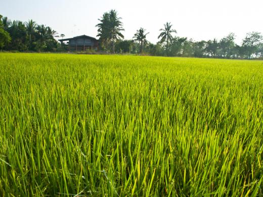 A field of jasmati rice.