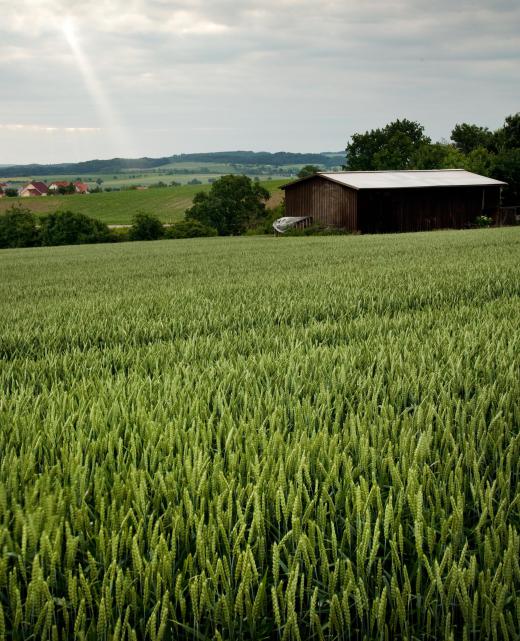 Many growers are making use of farming and harvesting processes that are sustainable, organic, local and ethical.