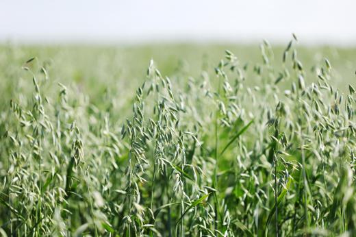 Field of oats.