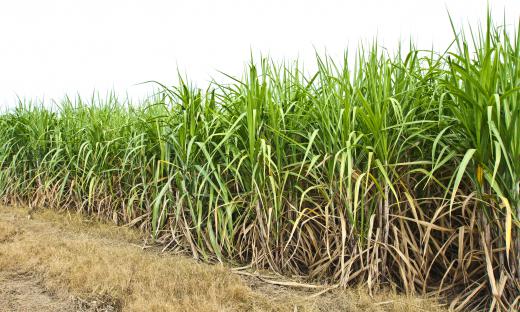 Sugar cane is a popular crop in the Philippines.