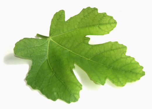 Fig leaf.