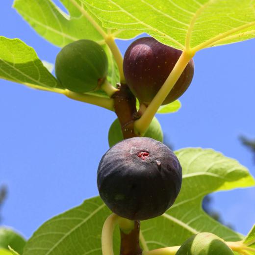 Mission figs on the tree.