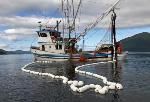 A boat is one of the most important pieces of equipment in lobster fishing.