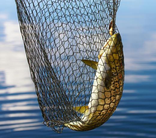 Vegan fish allows vegans to enjoy the taste of fish without harming animals.