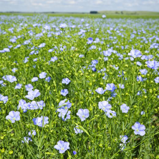 A field of blooming flax plants.