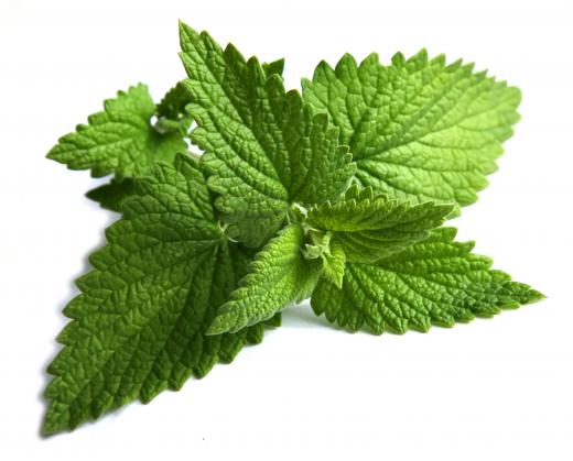 Chewing fresh mint leaves can help minimize garlic breath.