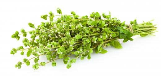 Freshly picked oregano with small white blooms.