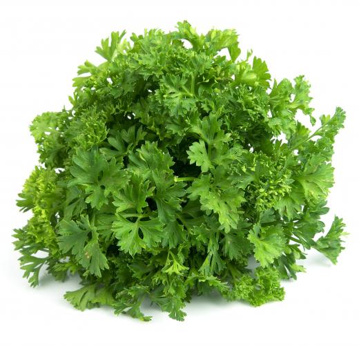 Fresh parsley is commonly used to garnish food, but it can also be dried and stored for future use.