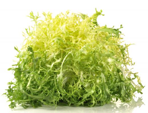 Frisee, which is often included in garden salads.