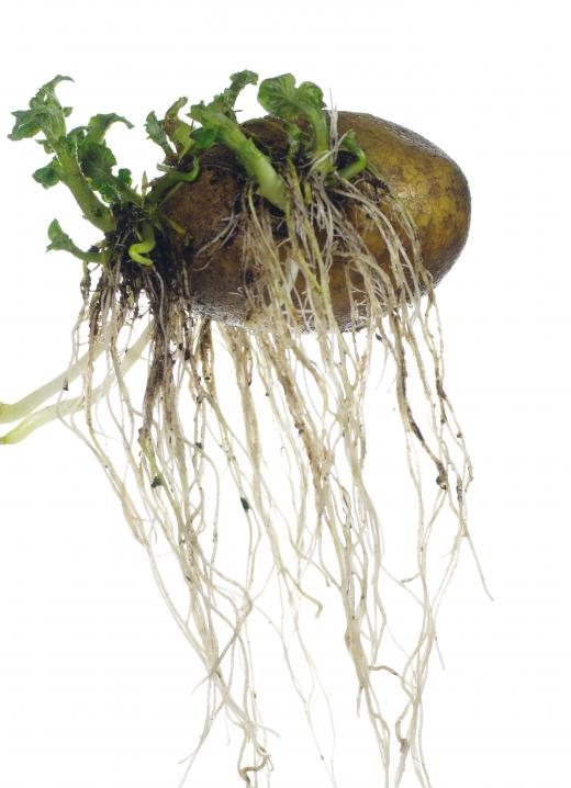 Soft potatoes with sprouts are toxic and should not be eaten.