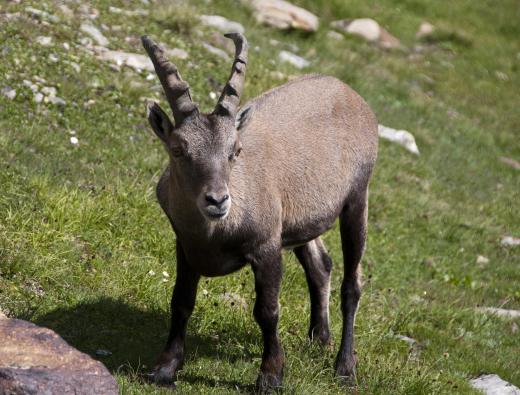 In Lebanese cuisine, the only red meat is typically lamb or goat.