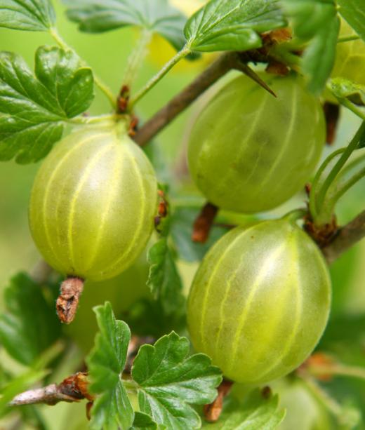 Amla berries, which are one of the main ingredients in an Ayurvedic colon cleanse.