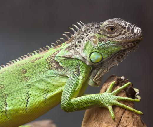 In Jalisco, birria may be made with the meat from the green iguana.