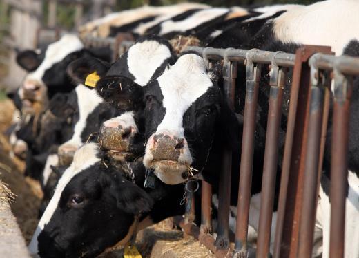 Veal comes from very young cows.