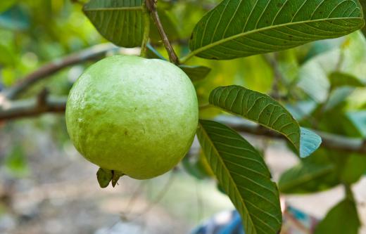 The evergreen Guava tree flourishes in warm climates.