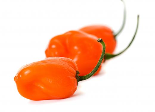 Habanero peppers are known for being very hot.