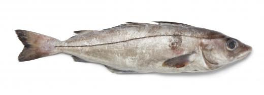 Haddock fish have dark black lateral lines that run from the head to the tail of their bodies.