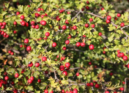 Haw flakes are made from the berries produced by the hawthorn tree.