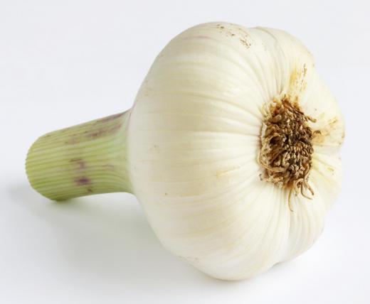 Head of fresh garlic.