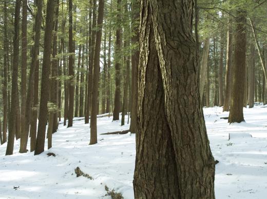 Porcini mushrooms often grow near hemlock trees.