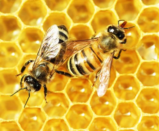 Honey is actually cultivated from bees, which tend to a hive by converting nectar into the honey.