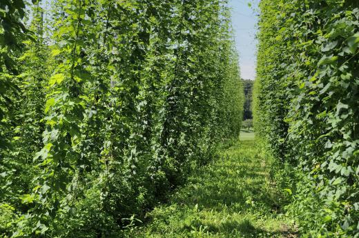 Hops, which is combined with brewer's yeast and malted barley to make beer.