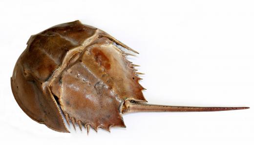 Horseshoe crabs eat surf clams.