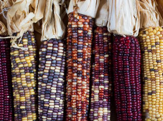 Indian corn is often used decoratively due to its brightly colored kernels.