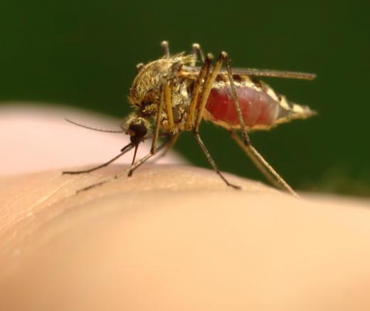 Quinine boosts seltzer water's flavor, and has the potential to ward of malaria.