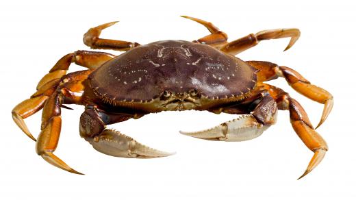 The Dungeness crab can be purchased when in season.