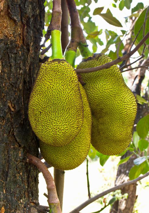 Jackfruit is often included in a turon.