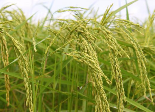 Brown rice plants.