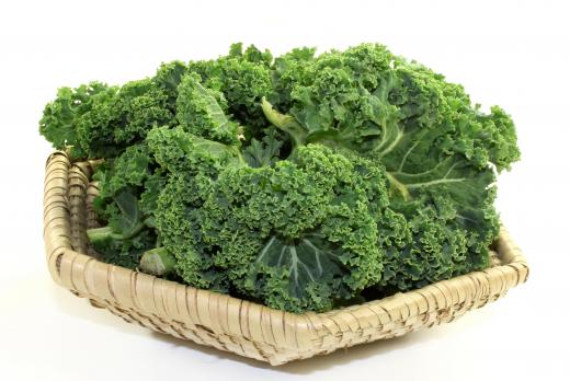 Kale can be differentiated from regular cabbage by its ruffly appearance and loosely furled leaves.