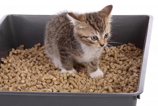 Kitten in a litter box.