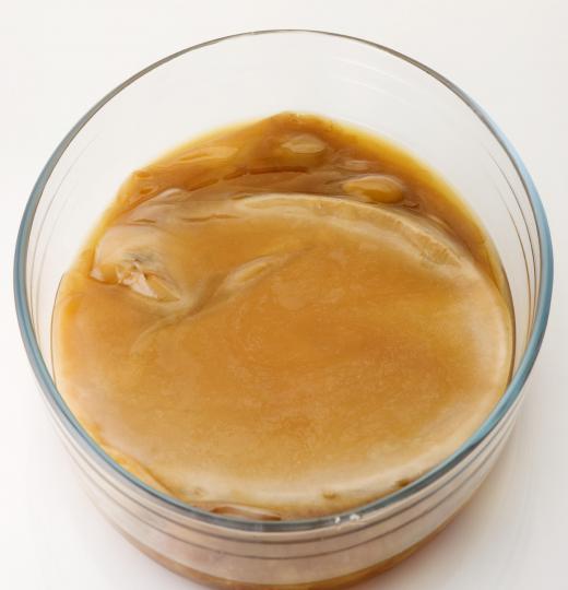 Kombucha is a yellowish mixture of bacteria and yeast.