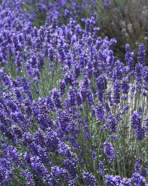 Lavender can be added to a panna cotta for additional flavor.