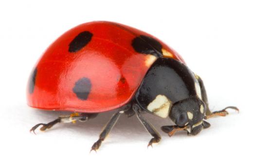 Ladybug's can be used as a natural way to minimize the presence of aphids.