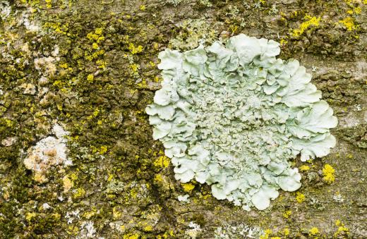 Lingonberry bushes can often be found growing alongside lichens and mosses.