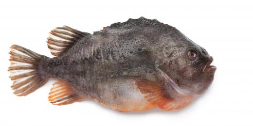 Lumpfish are typically found in the North Atlantic.