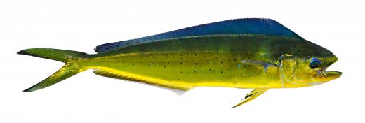 Mahi-mahi.