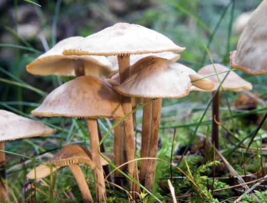 Marasmius oreades is the most common type of mushroom found forming fairy rings.