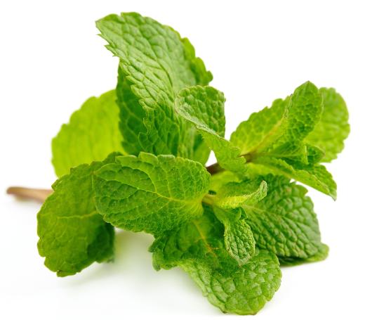 Mint may be used to garnish custard.