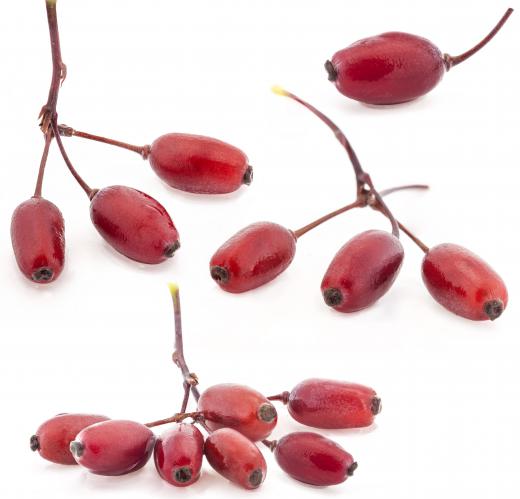 Synsepalum Dulcificum is an evergreen bush native to West Africa that produces miracle fruit.