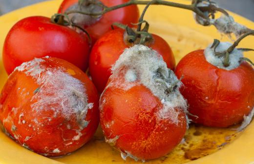 Food preparers must toss moldy vegetables to prevent food borne illness.