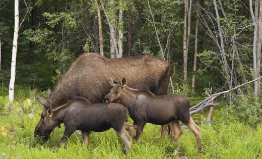 Like many wild animals, moose meat has a gamey taste.