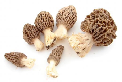 Morel mushrooms.